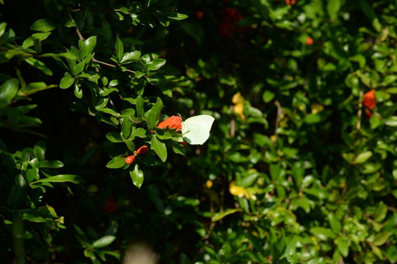 Villa Melanthi Kassiopi Corfu Exteriér fotografie